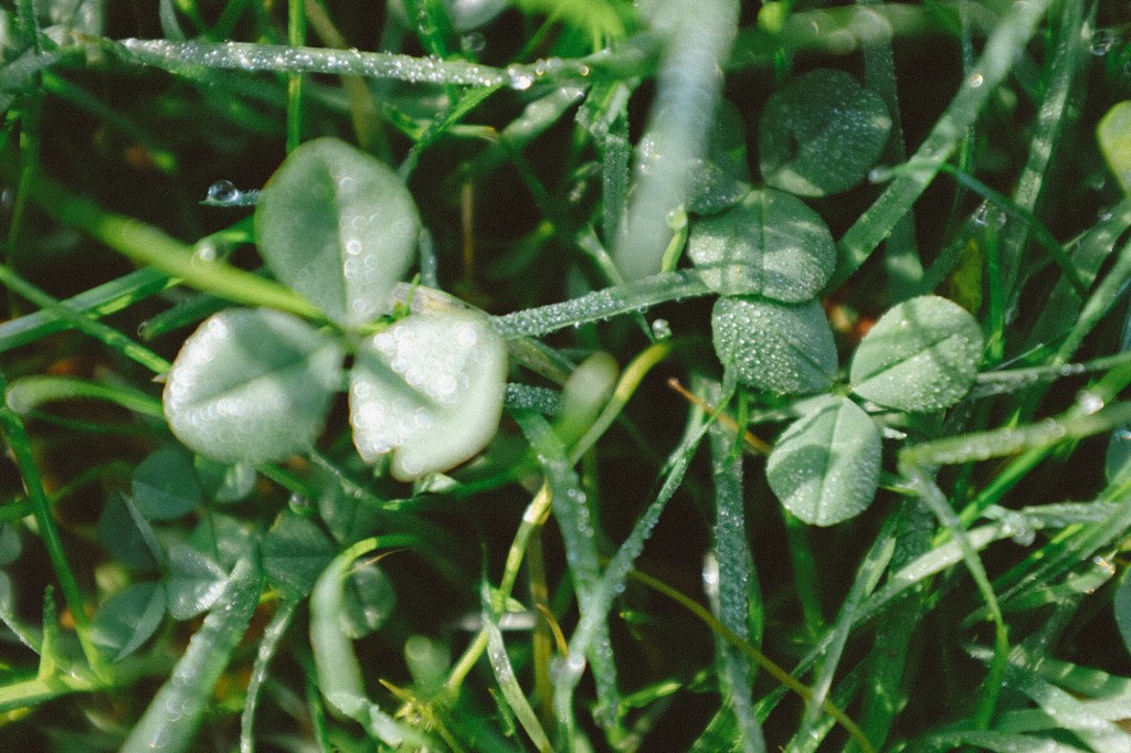 Clovers up close with dew covering them. 