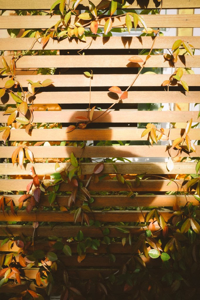 Outline of a person against wood slates with colorful ivy running up it. 