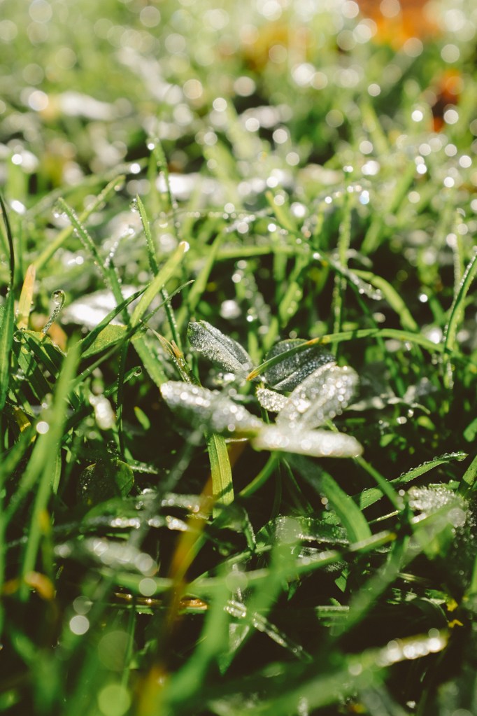 Morning dew on clovers and grass with the light shining.